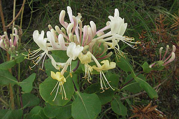 Lonicera etrusca \ Etruskisches Geiblatt / Etruscan Honeysuckle, Kroatien/Croatia Istrien/Istria, Gračišće 27.5.2006