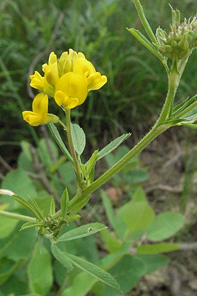 Medicago falcata, Sickle Medick Medicago falcata, Sickle Medick