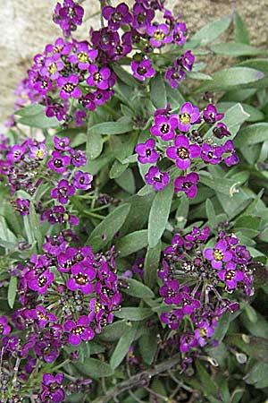 Lobularia maritima \ Strandkresse, Weies Steinkraut / Sweet Alison, Kroatien/Croatia Istrien/Istria, Motovun 28.5.2006