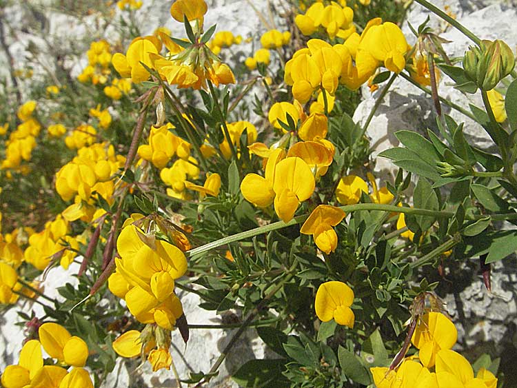 Lotus corniculatus \ Gewhnlicher Hornklee / Bird's-Foot Deervetch, Kroatien/Croatia Istrien/Istria, Rovinj 29.5.2006