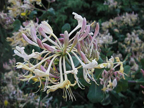 Lonicera etrusca \ Etruskisches Geiblatt / Etruscan Honeysuckle, Kroatien/Croatia Istrien/Istria, Premantura 30.5.2006