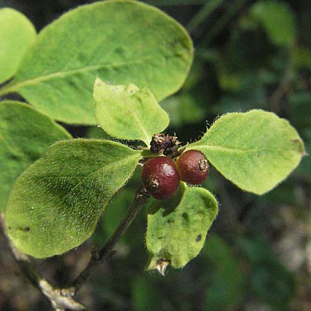Lonicera xylosteum \ Rote Heckenkirsche / Fly Honeysuckle, Kroatien/Croatia Učka 14.7.2007