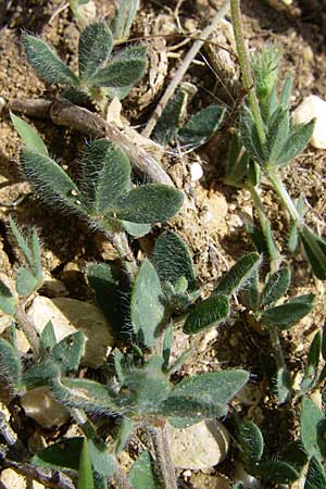 Lotus borbasii \ Slowakei-Hornklee, Kroatien Drni&scaron; 2.6.2008