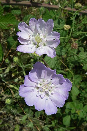Lomelosia argentea \ Silber-Skabiose / Silver-Scabious, Kroatien/Croatia &Scaron;ibenik 3.6.2008