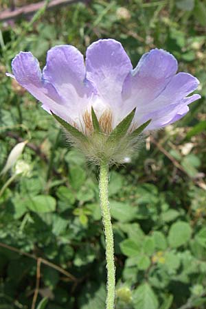 Lomelosia argentea \ Silber-Skabiose / Silver-Scabious, Kroatien/Croatia &Scaron;ibenik 3.6.2008