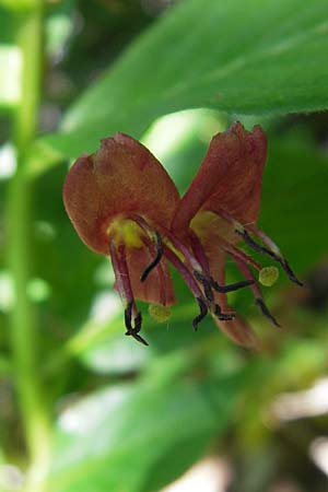 Lonicera alpigena \ Alpen-Heckenkirsche / Alpine Honeysuckle, Kroatien/Croatia Velebit 30.6.2010