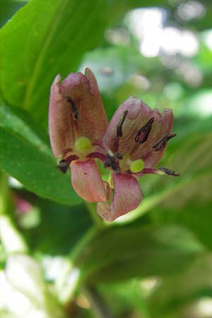 Lonicera alpigena \ Alpen-Heckenkirsche / Alpine Honeysuckle, Kroatien/Croatia Velebit 30.6.2010