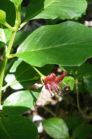 Lonicera alpigena \ Alpen-Heckenkirsche / Alpine Honeysuckle, Kroatien/Croatia Velebit 30.6.2010