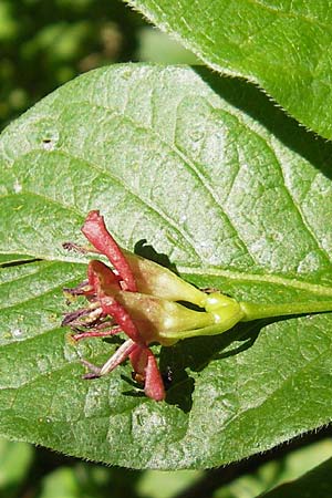 Lonicera alpigena \ Alpen-Heckenkirsche / Alpine Honeysuckle, Kroatien/Croatia Velebit 30.6.2010