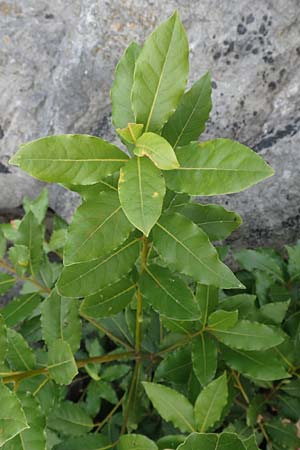 Laurus nobilis \ Echter Lorbeer / Common Laurel, Kroatien/Croatia Istrien/Istria, Lovran 13.8.2016