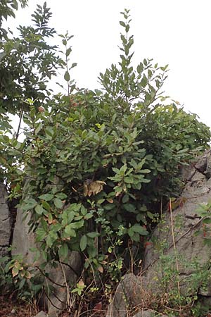 Laurus nobilis \ Echter Lorbeer / Common Laurel, Kroatien/Croatia Istrien/Istria, Lovran 13.8.2016