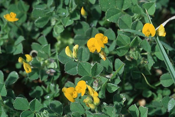 Medicago rigidula \ Sammet-Schneckenklee, Kroatien &Scaron;ibenik 2.4.2006