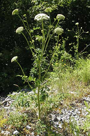 Seseli libanotis \ Heilwurz / Moon Carrot, Kroatien/Croatia Učka 28.6.2010