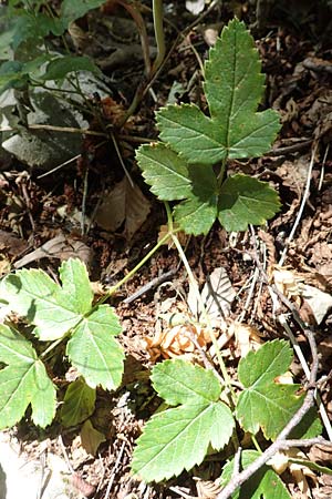 Laserpitium krapfii \ Krapfs Laserkraut / Krapf's Sermountain, Kroatien/Croatia Učka 12.8.2016