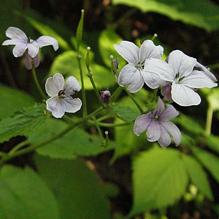 Lunaria rediviva \ Wildes Silberblatt, Wilde Mondviole / Perennial Honesty, Kroatien/Croatia Medvednica 5.6.2006
