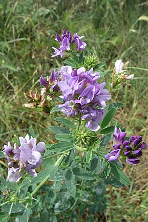 Medicago sativa \ Luzerne, Saat-Luzerne / Lucerne, Alfalfa, Kroatien/Croatia Istrien/Istria, Premantura 5.6.2008