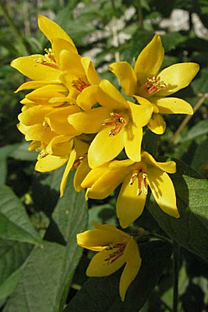 Lysimachia vulgaris \ Gilb-Weiderich / Yellow Loosestrife, Kroatien/Croatia Plitvička 19.7.2007