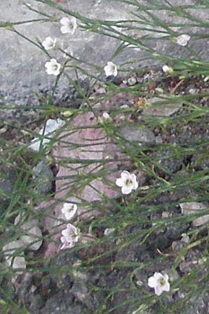 Minuartia capillacea ? \ Leinbl&uuml;tige Miere / Sandwort, Kroatien/Croatia Senj 31.5.2006