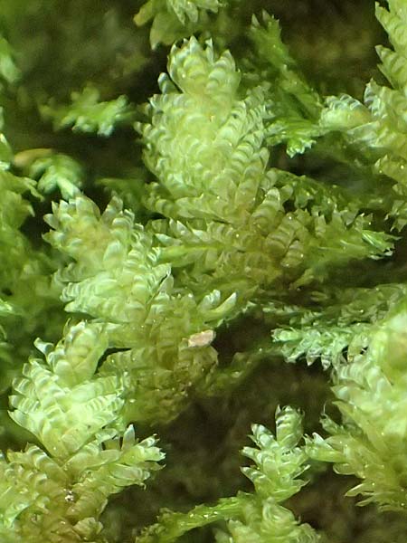 Musci spec4 ? \ Moos / Moss, Kroatien/Croatia Risnjak 14.8.2016
