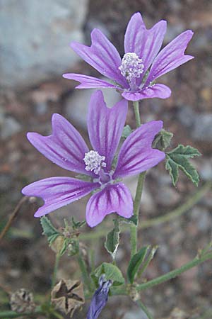 Malva sylvestris \ Wilde Malve, Groe Ksepappel / Common Mallow, Kroatien/Croatia Senj 16.7.2007