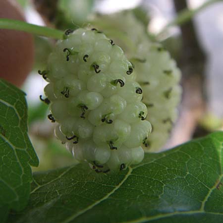 Morus alba \ Weier Maulbeerbaum / Chinese White Mulberry, Kroatien/Croatia Krka 3.6.2008