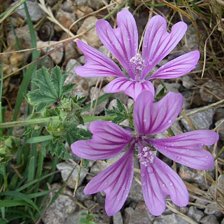 Malva sylvestris \ Wilde Malve, Groe Ksepappel / Common Mallow, Kroatien/Croatia Senj 4.6.2008