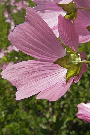 Malva moschata \ Moschus-Malve / Musk Mallow, Kroatien/Croatia Velebit 29.6.2010