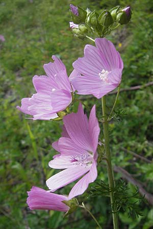 Malva moschata \ Moschus-Malve / Musk Mallow, Kroatien/Croatia Velebit 29.6.2010