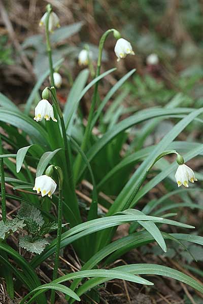 Leucojum vernum \ Frhlings-Knotenblume, Mrzenbecher / Spring Snowflake, Kroatien/Croatia Donji 1.4.2006