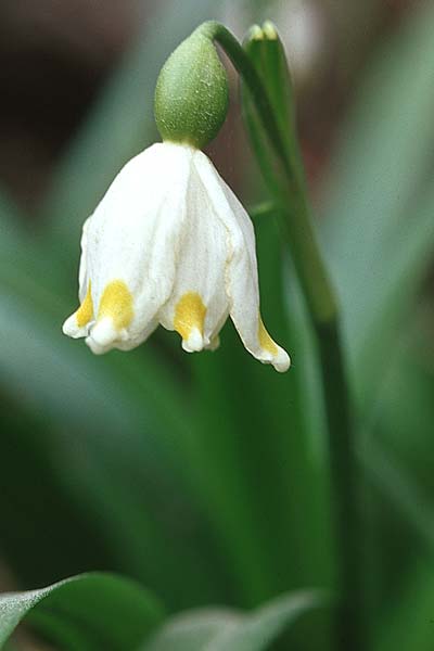 Leucojum vernum \ Frhlings-Knotenblume, Mrzenbecher / Spring Snowflake, Kroatien/Croatia Donji 1.4.2006
