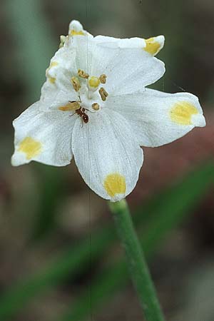 Leucojum vernum \ Frhlings-Knotenblume, Mrzenbecher / Spring Snowflake, Kroatien/Croatia Donji 1.4.2006