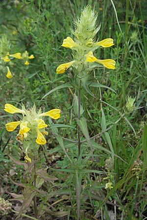Melampyrum barbatum \ Bart-Wachtelweizen / Beard Cow-Wheat, Kroatien/Croatia Istrien/Istria, Poreč 26.5.2006