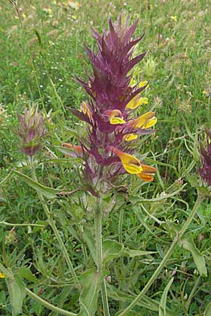 Melampyrum arvense \ Acker-Wachtelweizen / Field Cow-Wheat, Kroatien/Croatia Istrien/Istria, Gračišće 27.5.2006