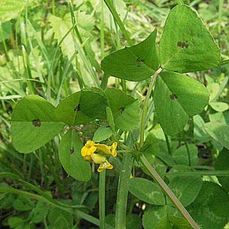 Medicago arabica \ Arabischer Schneckenklee / Spotted Medick, Kroatien/Croatia Istrien/Istria, Motovun 28.5.2006