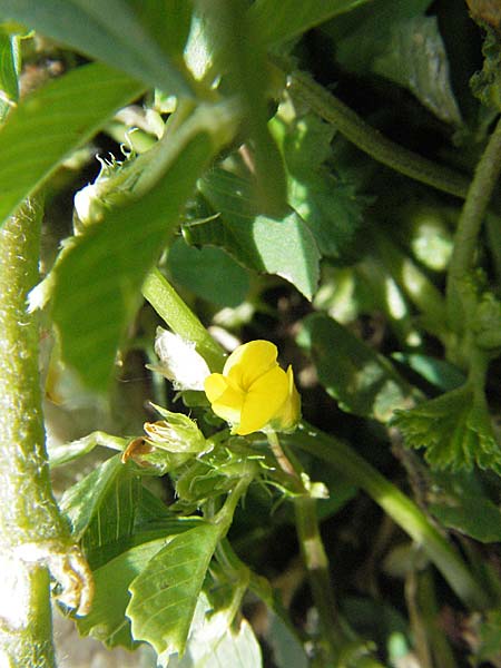 Medicago polymorpha ? \ Rauer Schneckenklee, Schwarzer Schneckenklee, Kroatien Selce 31.5.2006
