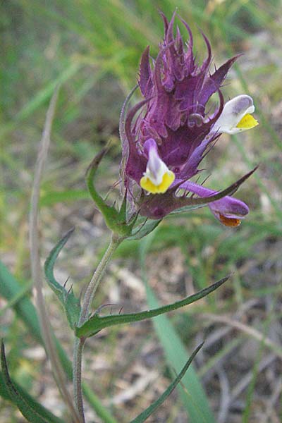 Melampyrum arvense \ Acker-Wachtelweizen / Field Cow-Wheat, Kroatien/Croatia Istrien/Istria, Gračišće 15.7.2007
