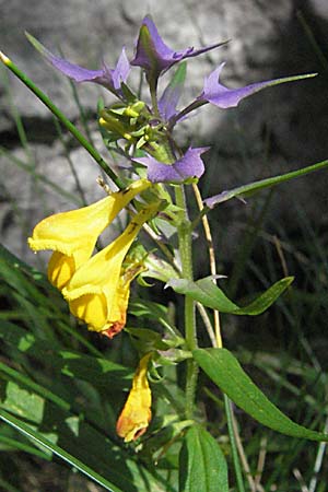 Melampyrum velebiticum \ Velebit-Wachtelweizen / Velebit Cow-Wheat, Kroatien/Croatia Velebit Zavizan 17.7.2007