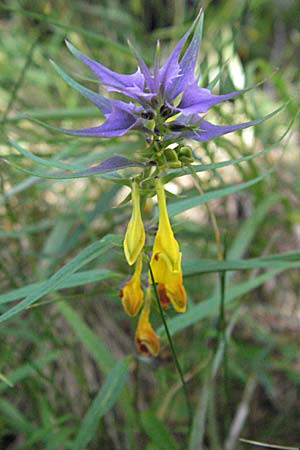 Melampyrum velebiticum \ Velebit-Wachtelweizen / Velebit Cow-Wheat, Kroatien/Croatia Velebit Zavizan 17.7.2007