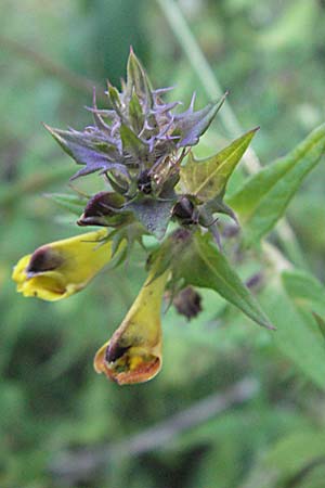Melampyrum nemorosum \ Hain-Wachtelweizen / Blue Cow-Wheat, Kroatien/Croatia Plitvička 19.7.2007