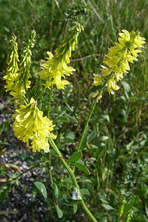 Melilotus officinalis \ Echter Steinklee, Gewhnlicher Honigklee / Ribbed Melilot, Kroatien/Croatia Udbina 2.6.2008