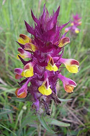 Melampyrum arvense \ Acker-Wachtelweizen / Field Cow-Wheat, Kroatien/Croatia Učka, Vranja 4.6.2008