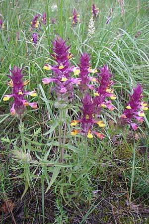 Melampyrum arvense \ Acker-Wachtelweizen / Field Cow-Wheat, Kroatien/Croatia Učka, Vranja 4.6.2008