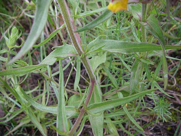 Melampyrum arvense \ Acker-Wachtelweizen / Field Cow-Wheat, Kroatien/Croatia Učka, Vranja 4.6.2008