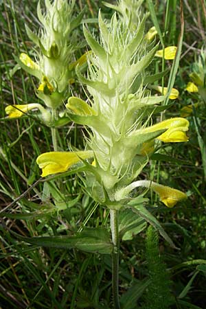 Melampyrum barbatum \ Bart-Wachtelweizen / Beard Cow-Wheat, Kroatien/Croatia Istrien/Istria, Zminj 5.6.2008