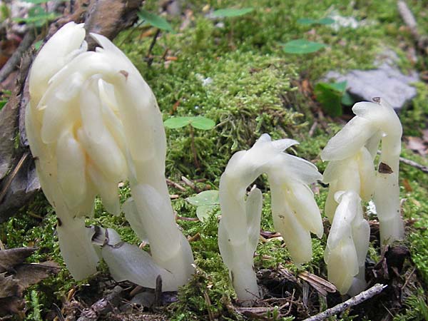 Monotropa hypophegea \ Buchenspargel / Yellow Bird's-Nest, Kroatien/Croatia Velebit 29.6.2010