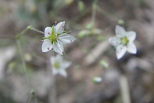 Sabulina glaucina \ H&uuml;gel-Fr&uuml;hlings-Miere / Hill Spring Sandwort, Kroatien/Croatia Istrien/Istria, Bale 29.5.2006