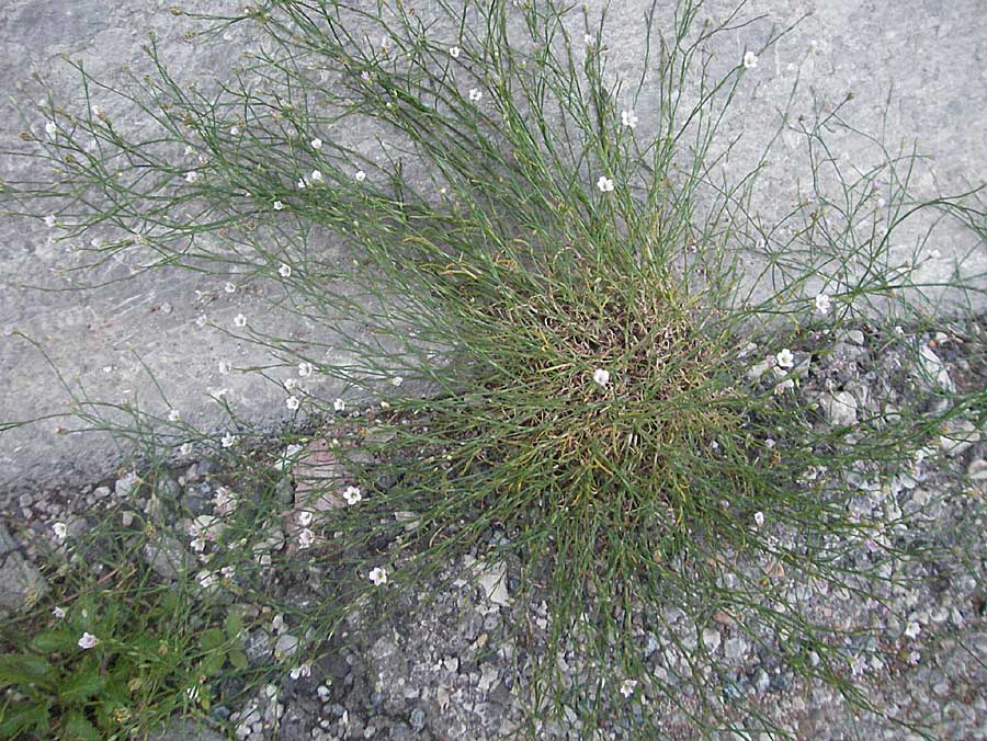 Minuartia capillacea ? \ Leinbl&uuml;tige Miere / Sandwort, Kroatien/Croatia Senj 31.5.2006