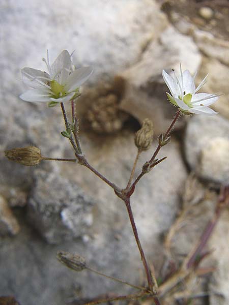 Sabulina glaucina \ H&uuml;gel-Fr&uuml;hlings-Miere / Hill Spring Sandwort, Kroatien/Croatia Istrien/Istria, Premantura 5.6.2008