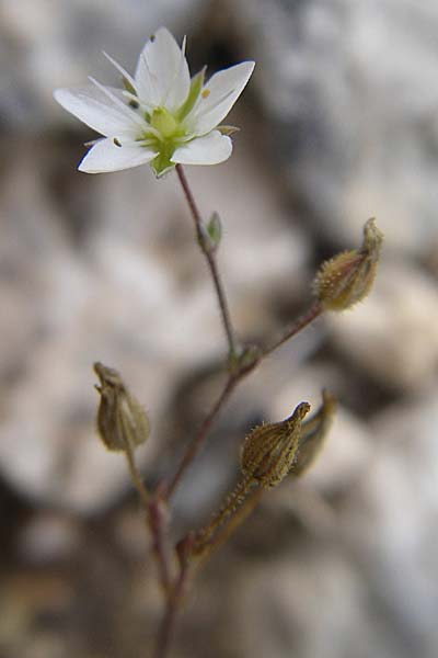Sabulina glaucina \ H&uuml;gel-Fr&uuml;hlings-Miere / Hill Spring Sandwort, Kroatien/Croatia Istrien/Istria, Premantura 5.6.2008