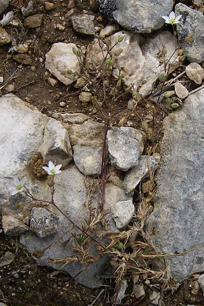 Sabulina glaucina \ H&uuml;gel-Fr&uuml;hlings-Miere / Hill Spring Sandwort, Kroatien/Croatia Istrien/Istria, Premantura 5.6.2008